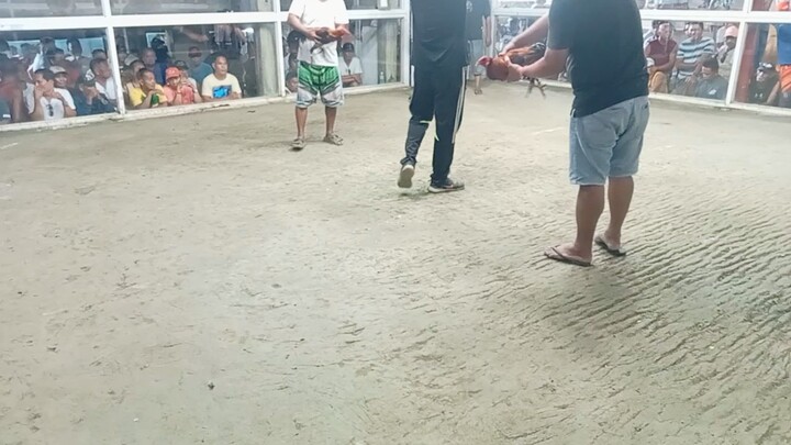 Boston Roundhead vs alimbuyog BRH W