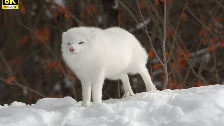 【8K HDR】Cáo Bắc Cực giữa băng tuyết, bạn có thấy đáng yêu không?
