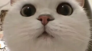 最爱小猫的爷爷
