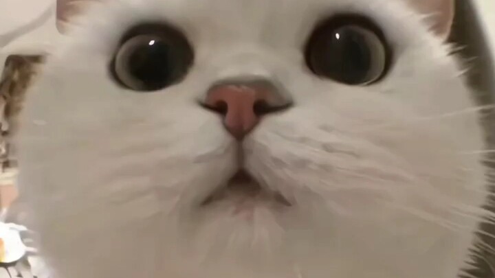 الجد الذي يحب القطط الصغيرة