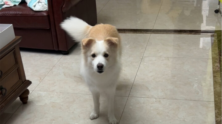 Actually, Bella has very little patience and her own strong opinions, so she’s not easy to train. Mo