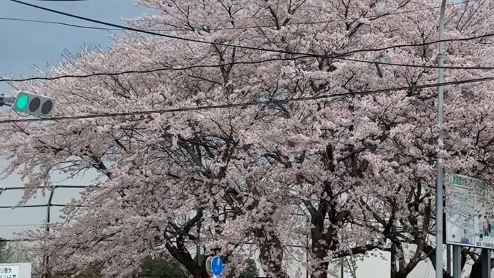 Japanese spring