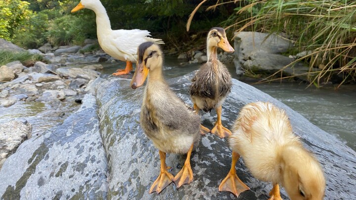 ذهبت مع أصدقائي لنزهة البط في الخندق، وهذا جدّد متعة طفولتي تمامًا، إنه ممتع جدًا!