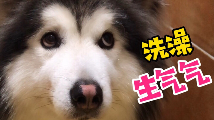 This little dog is perfect in every way—except that it gets all puffed up with anger every time it t
