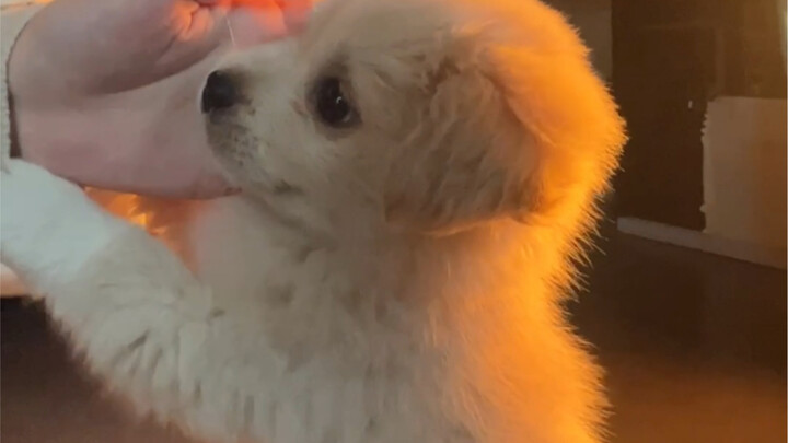 A clueless puppy will fall for humans as long as you pet its head.