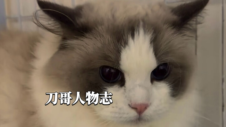 แมวตัวเมียที่ไม่เคยมีความรักมาสามปี อย่างน้องดาวยิ่งใหญ่แค่ไหน