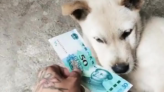 你是没有红票子？