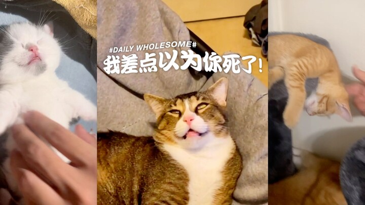 #I Almost Thought My Cat Was Dead!