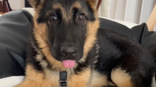 The German Shepherd who knows how to act cute has the best life!