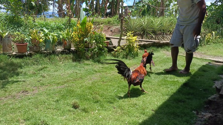 gwapot magling lines. (brothers) 6 months old and 18 days.