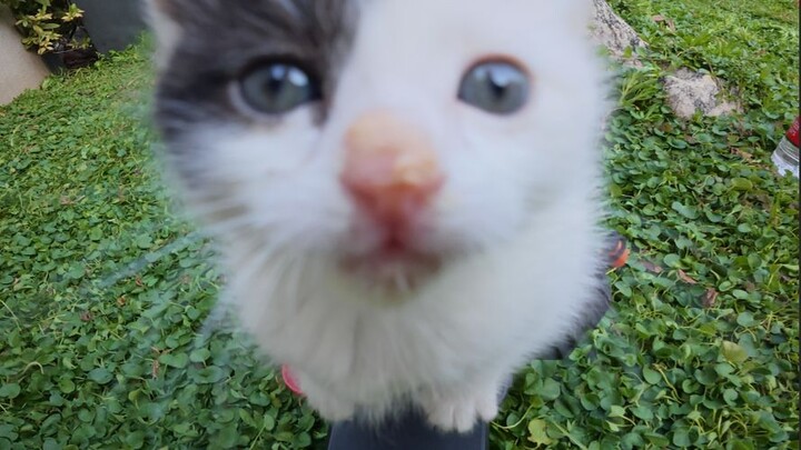 Ada kucing tumbuh di semak-semak?