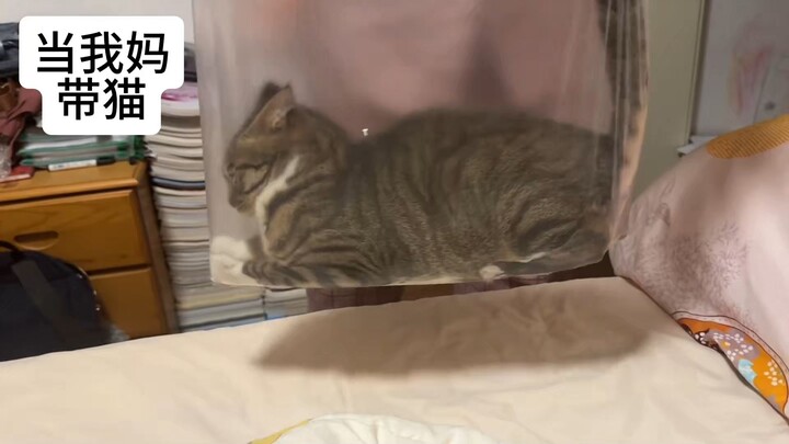 When My Mom Takes the Cat Out...