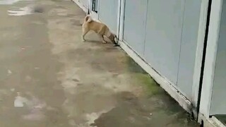 จับหนูท่าเดินก็เปลี่ยนไป...