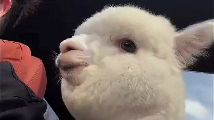 Rumput + Lumpur + Kuda = Si Lucu?