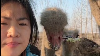 后面好可怜吃不到？那不是为了给你们看鸵鸟秀气的脸庞，都去后面了看大腚吗？