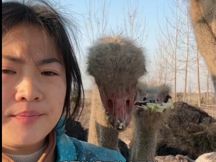 后面好可怜吃不到？那不是为了给你们看鸵鸟秀气的脸庞，都去后面了看大腚吗？