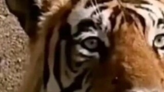 Kali ini saya benar-benar tak terkalahkan...