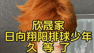 【假发测评】欣晟家排球少年日向翔阳：久  等  了