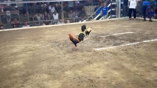 SBR WALANG SUGAT