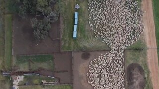 无人机拍摄的赶羊入圈，围栏外的“小黑点”是牧羊犬