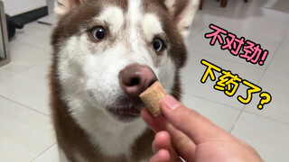 ماذا سيكون رد فعل الكلب عندما يرى سيده يضع دواءً في الطعام؟