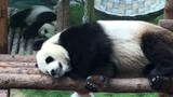 【大熊猫金虎妙音】痴汉虎假装和妙音睡在一起