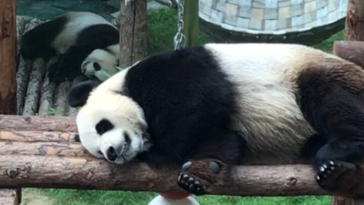 【Panda】Jin Hu pretends to sleep with Miao Yin