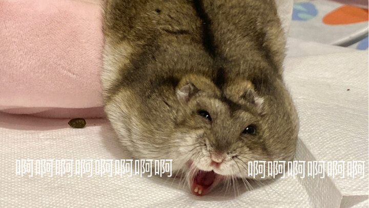 ในที่สุดก็ถ่ายได้แล้ว! หนูร้ายคำราม!