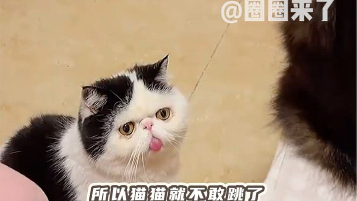 اتضح أن القطط تبكي حقًا! انظر كم شعر الطفل بالحزن والظلم!