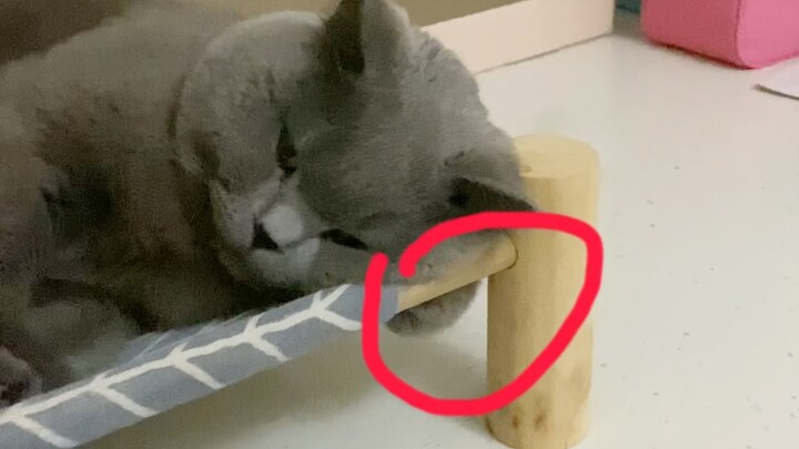 Hãy chú ý xem, đám lông mịn này là cái gì vậy?