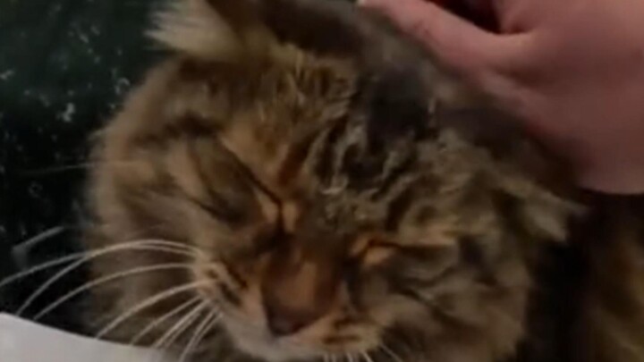 On the road, I ran into a cute little cat who loves being petted.