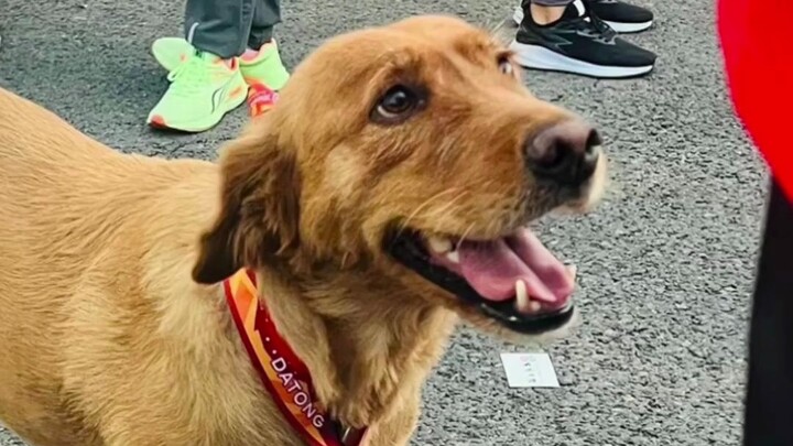 มาราธอนร็อกแห่งต้าถงมี “นักวิ่ง” สุดพิเศษคนหนึ่งปรากฏตัว!