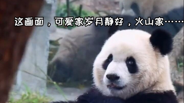 This scene—Kawaii’s family enjoys peaceful, serene days, while the Volcano clan… Yu Ke Yu Ai: Little
