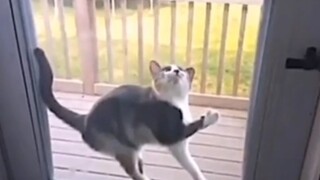 Bad luck to the Cat Team!