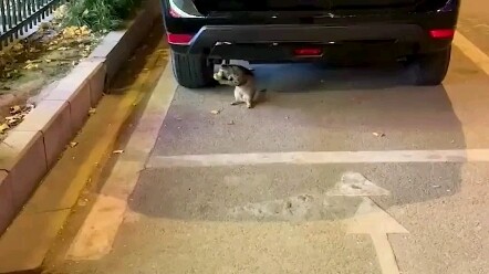 The stray cat has never seen such a fun toy before!