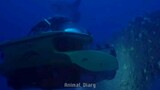 Mola atau Sunfish mendekati kepunahan ❗️