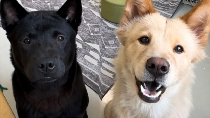 It turns out that puppies are divided into i-dogs and e-dogs.