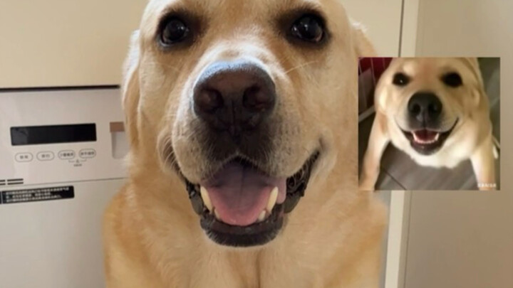 Big Dog Ben Dog vs. Big Dog Memes