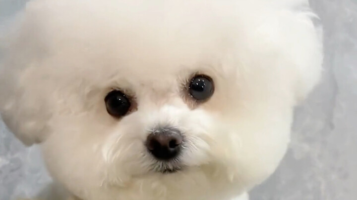 5 Dog Breeds That Were Cuteness Personified as Puppies and Became Totally Handsome as Adults!