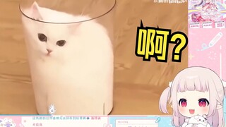 日本萝莉看《众所周知 猫是一种液体》直接傻眼了