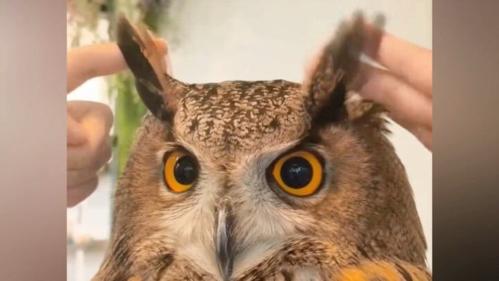 A Cute Creature Overshadowed by Raptors