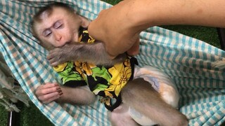 Mom feed and lullaby Mino monkey to sleep in Hummock