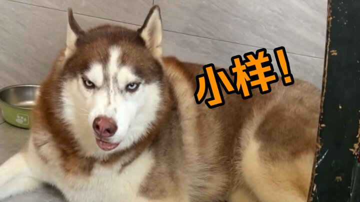 It turns out that huskies can only unleash their intelligence in hot places!