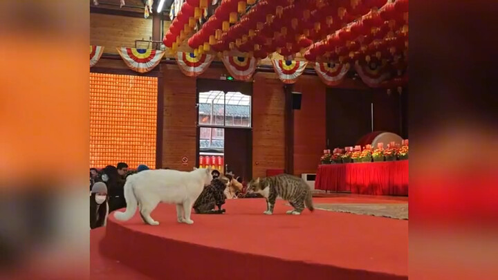 Di Kuil Longhua Shanghai, tiga ekor kucing terlibat pertengkaran di dalam aula utama! Netizen: Merek