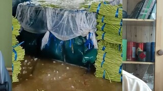 How do vegetables stay fresh during long-distance transportation? When the temperature is high and t