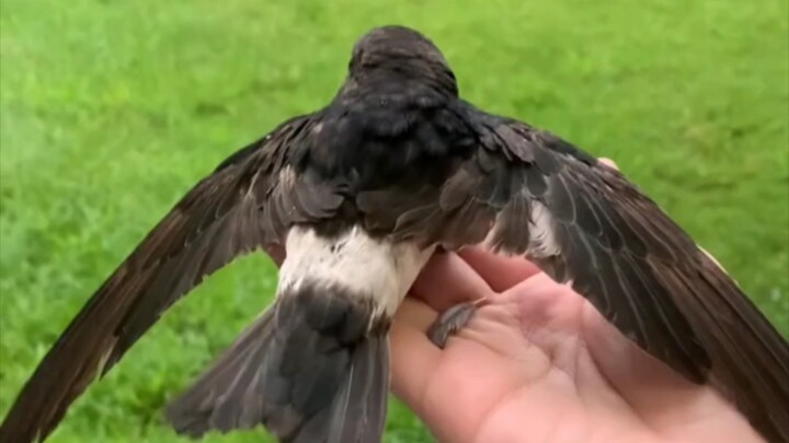 Kisah seorang manusia basah menyelamatkan seekor burung yang juga basah