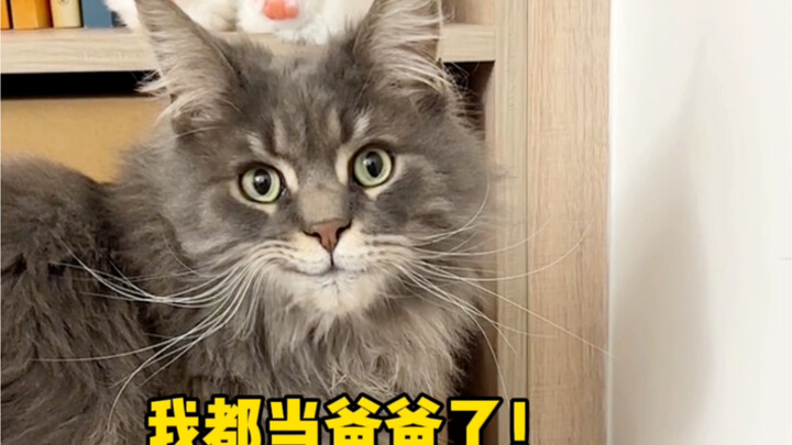 My cat finally had kittens—yet I can’t bring myself to be happy in the end!