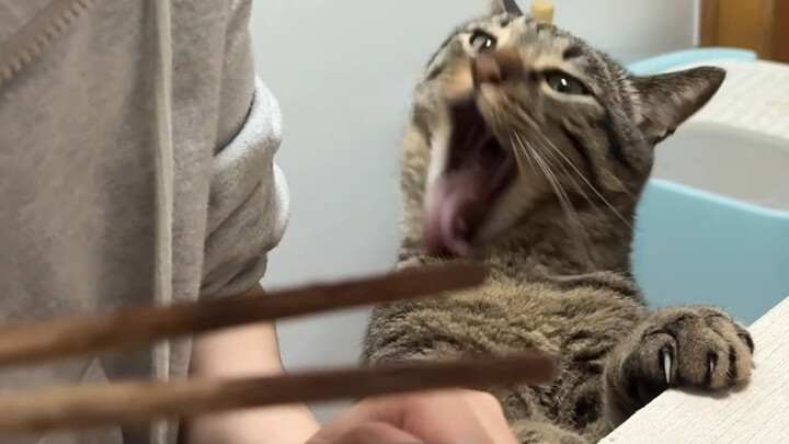 I Turned Into a Werewolf Just for the Shrimp!