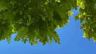 A gentle breeze, sunlight, under the trees, beneath a blue sky.