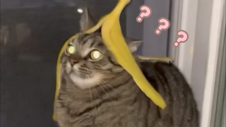 The Confusing Animal Behavior Awards 296